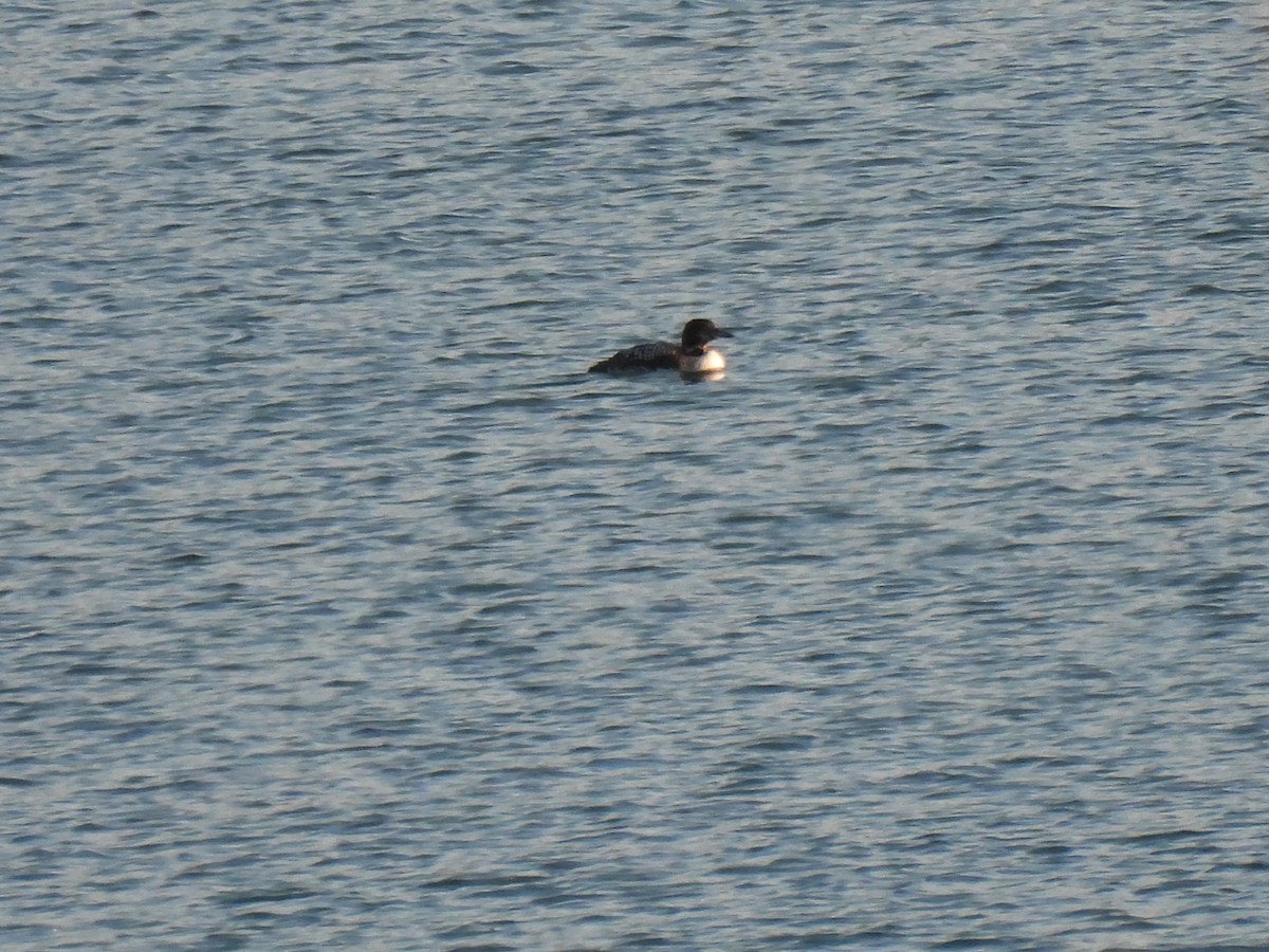 Common Loon - Kathy Caminiti