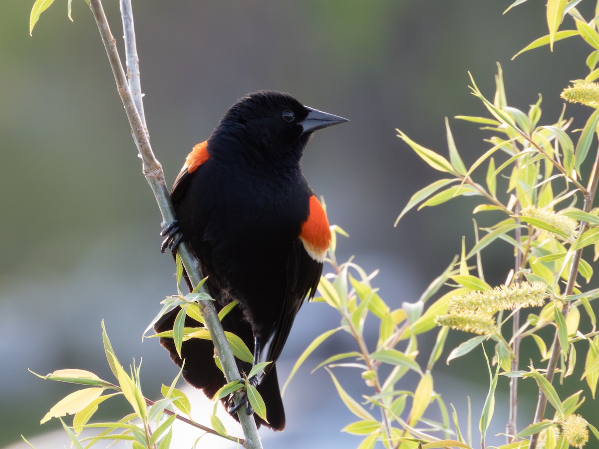 Red-winged Blackbird - ML618865220