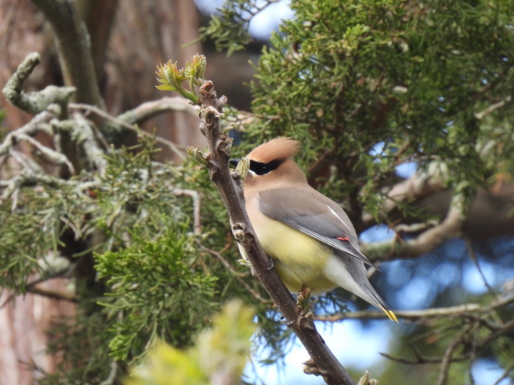 Cedar Waxwing - ML618865222