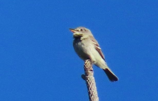 Gray Flycatcher - Claire Weiser