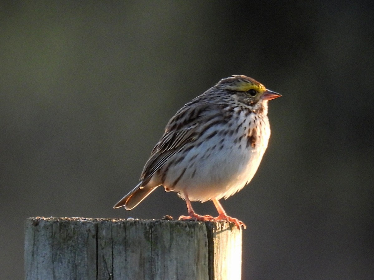 Savannah Sparrow - Melody Walsh