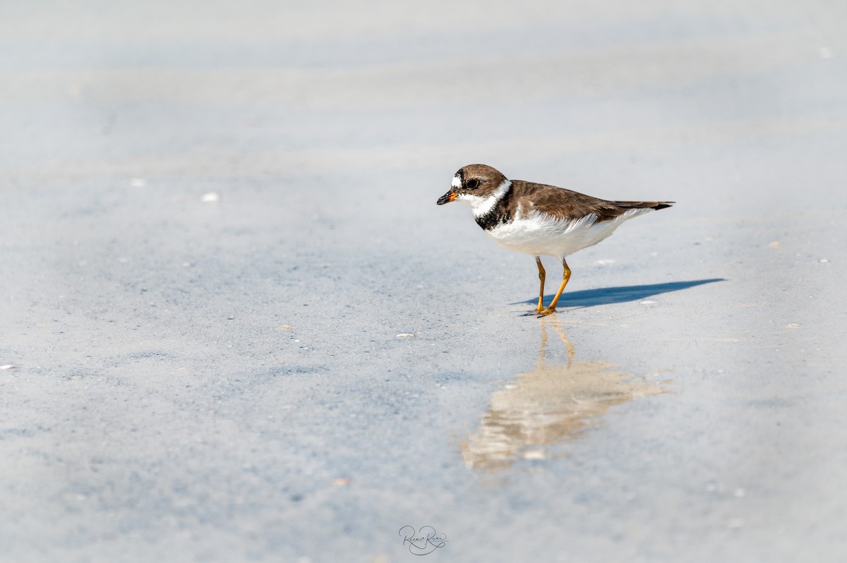 Semipalmated Plover - ML618865228