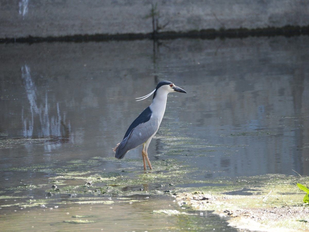 Black-crowned Night Heron - ML618865233