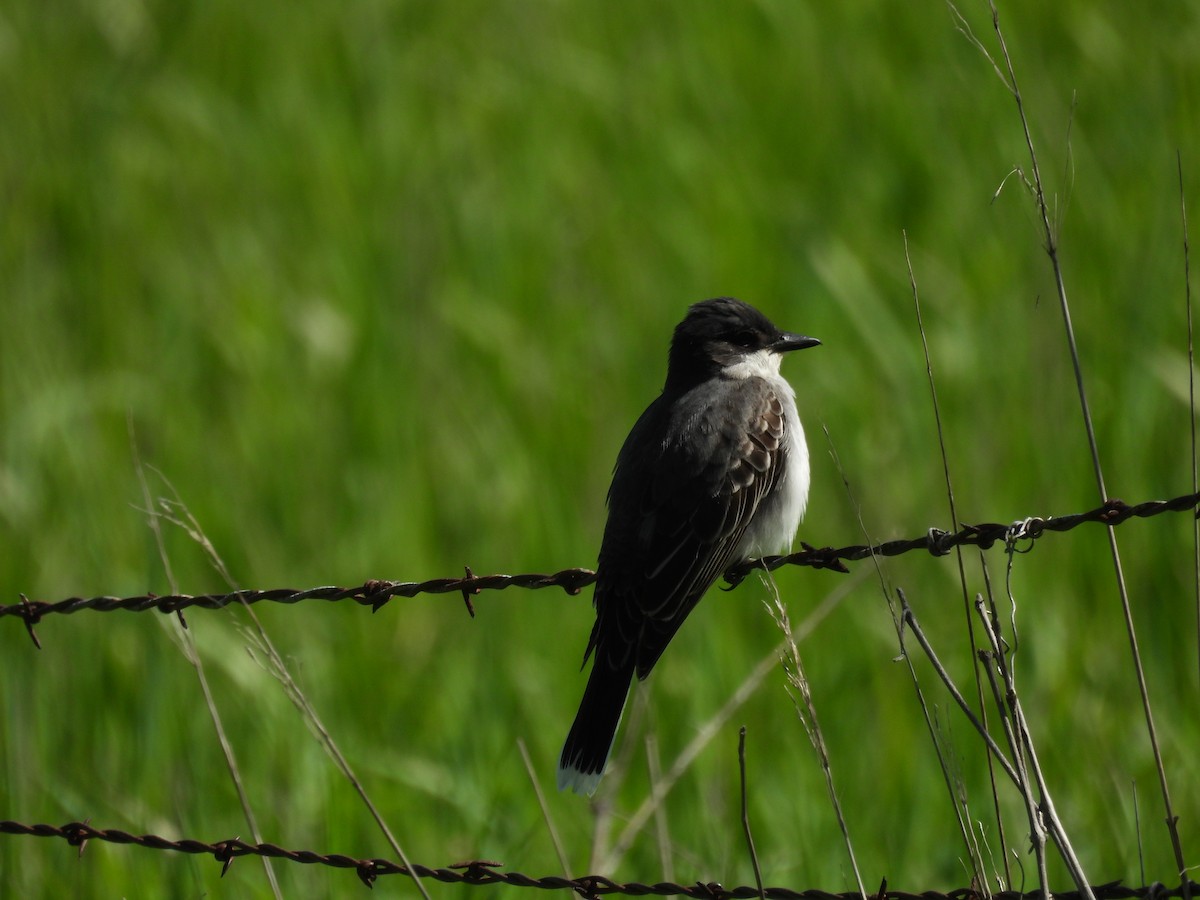 Eastern Kingbird - Clayton Will