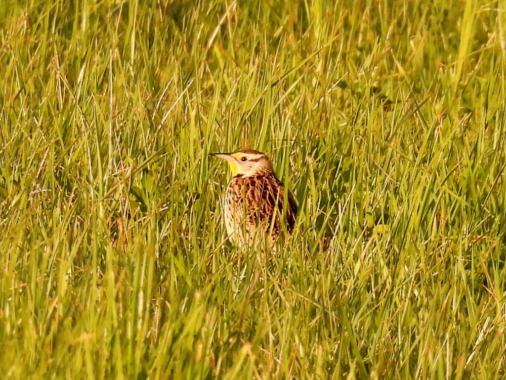 Eastern Meadowlark - Melody Walsh