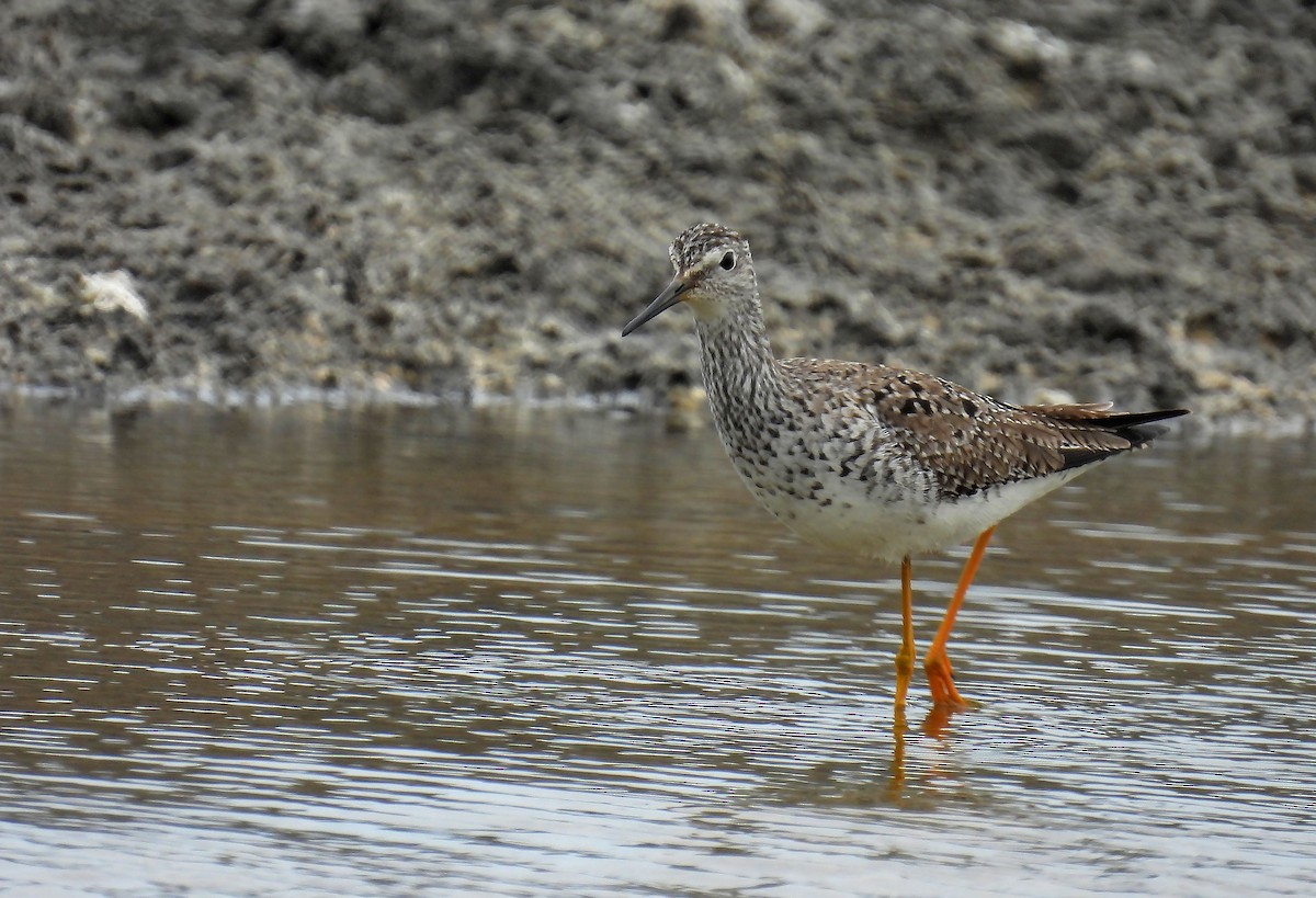 Lesser Yellowlegs - Jorge Tiravanti