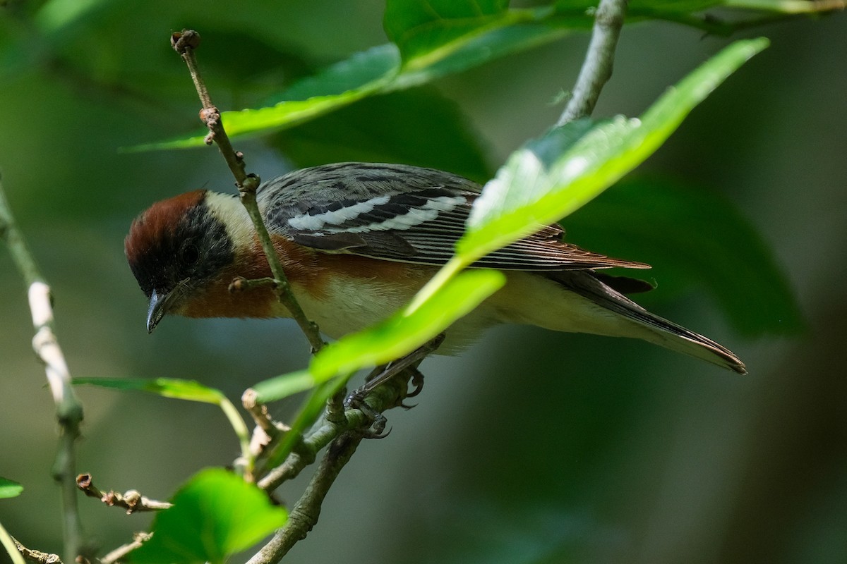 Bay-breasted Warbler - James Smithers