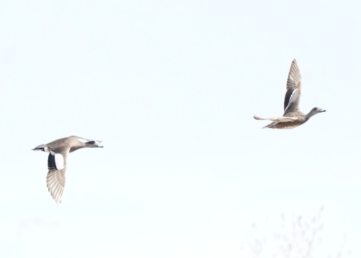 American Wigeon - Pam Hardy