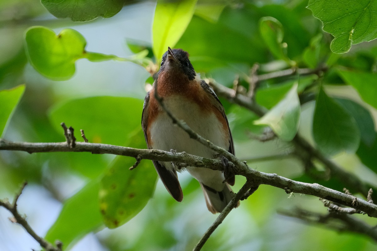 Bay-breasted Warbler - James Smithers