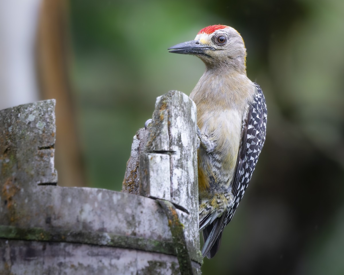 Hoffmann's Woodpecker - José Orozco