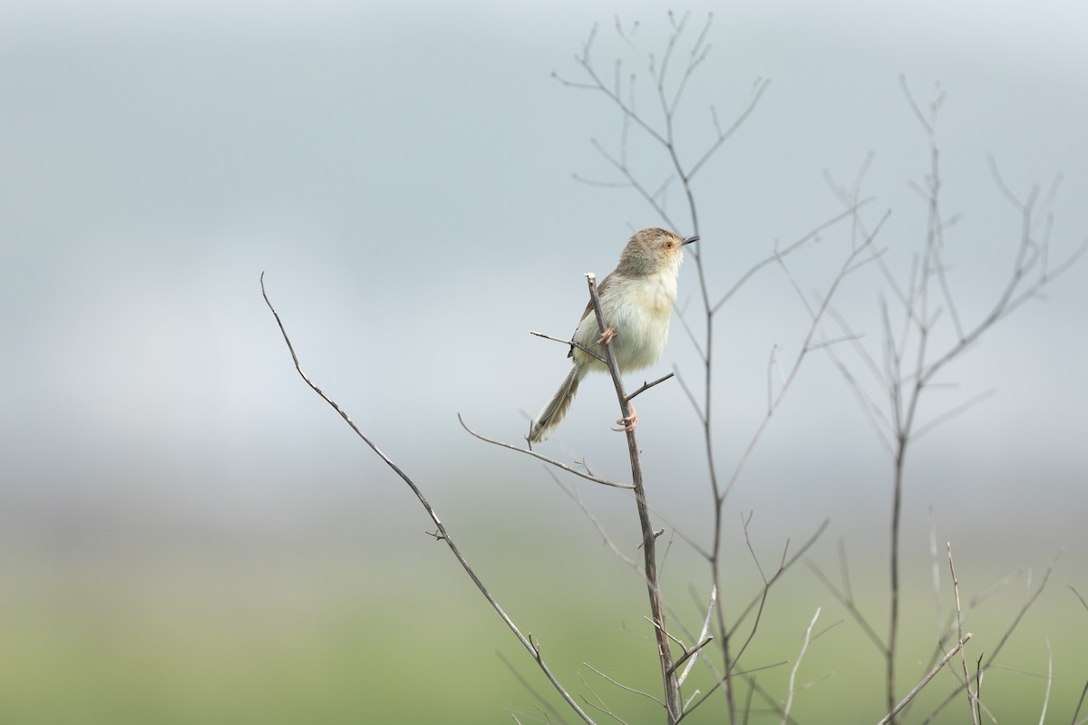 Plain Prinia - ML618865260