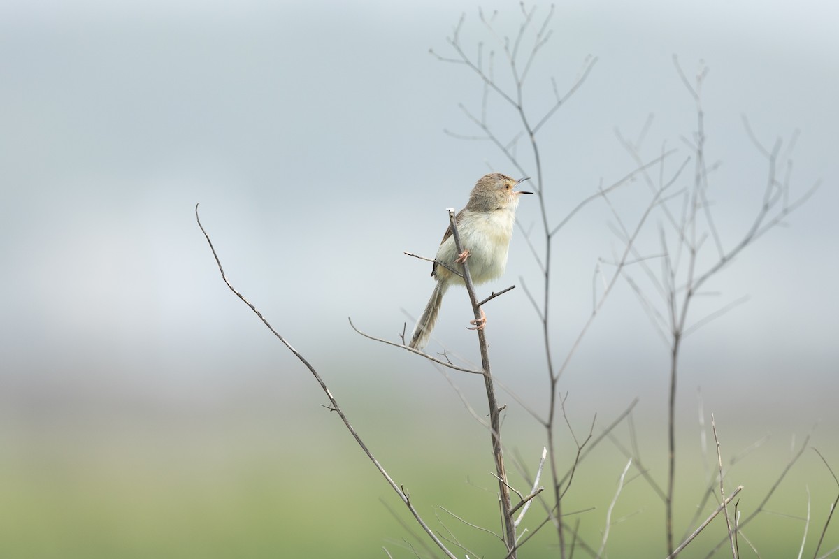 Plain Prinia - ML618865261