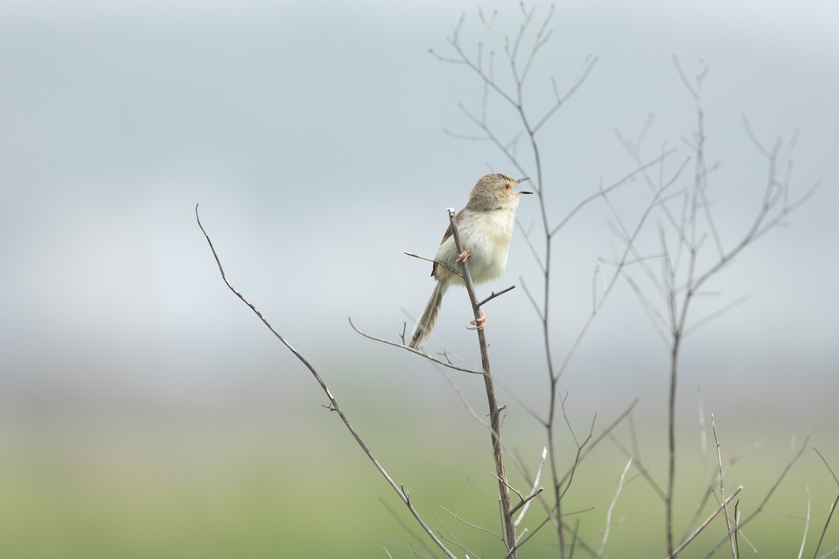 Plain Prinia - ML618865261