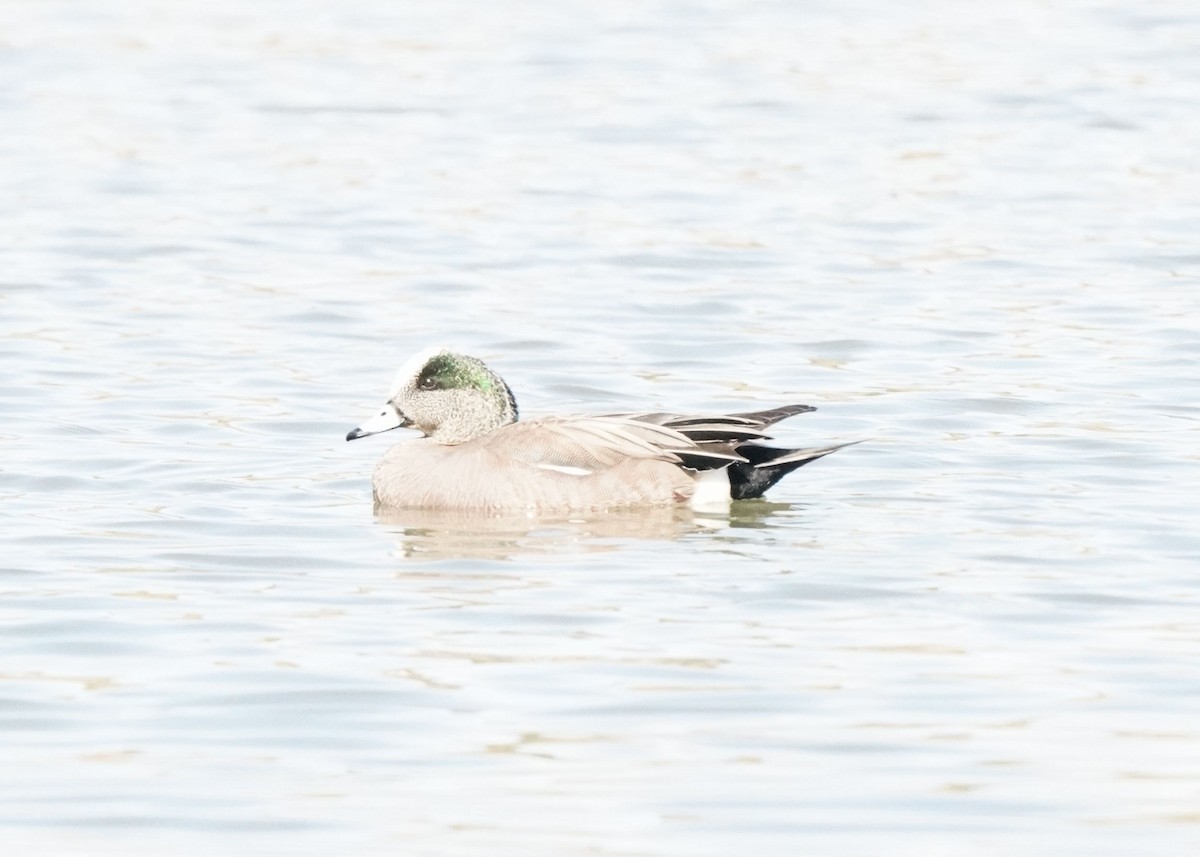 American Wigeon - Pam Hardy