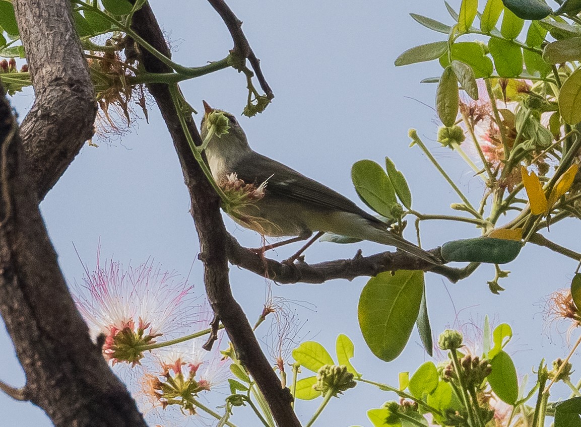 Arctic Warbler - John le Rond