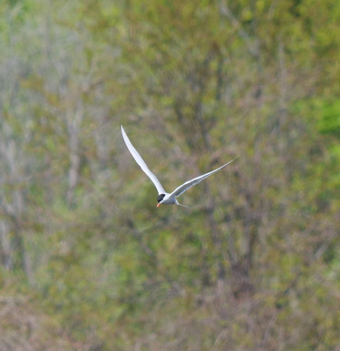 Common Tern - Lucas Cuffaro