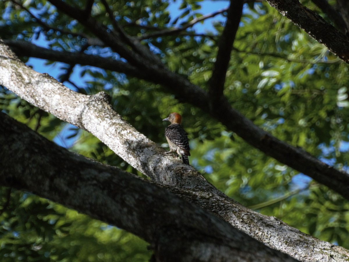 Red-crowned Woodpecker - Isaac Diaz Rivera