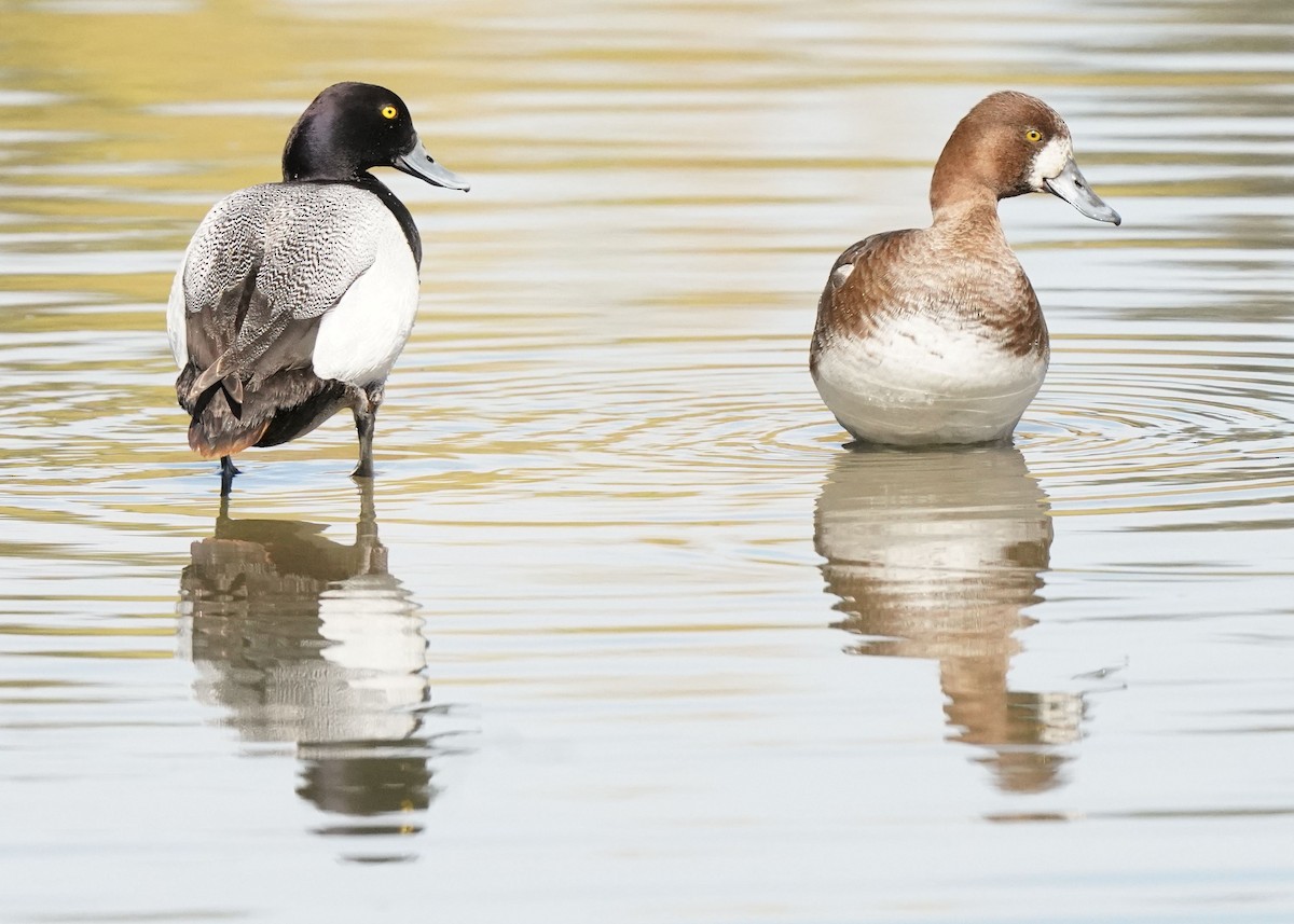 Lesser Scaup - Pam Hardy