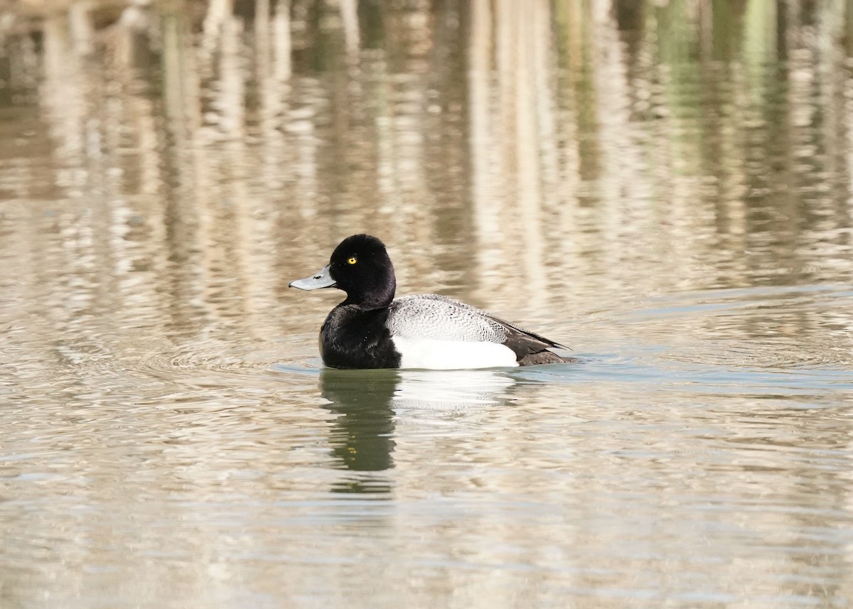 Lesser Scaup - Pam Hardy