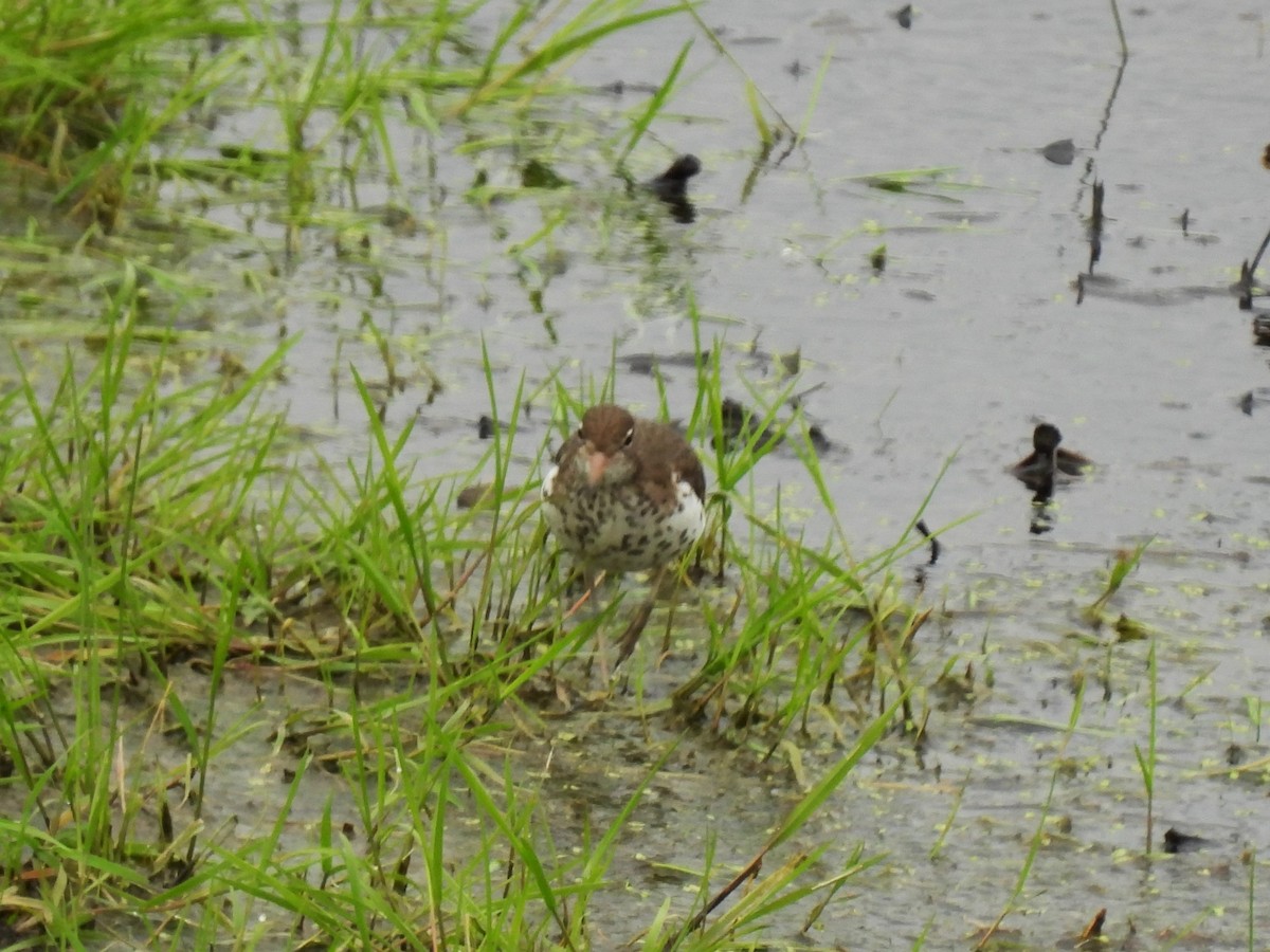 Spotted Sandpiper - Kimberly Berry