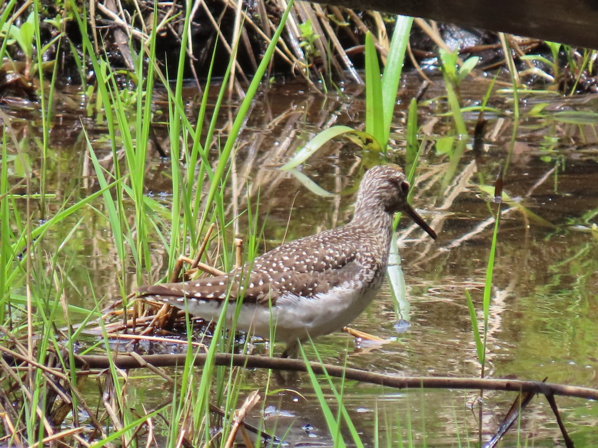 Solitary Sandpiper - Ericka Albright