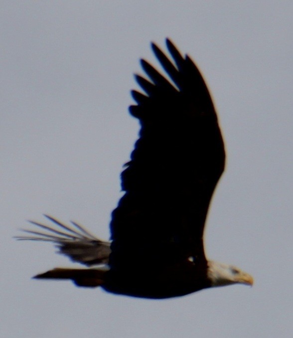 Bald Eagle - Samuel Harris