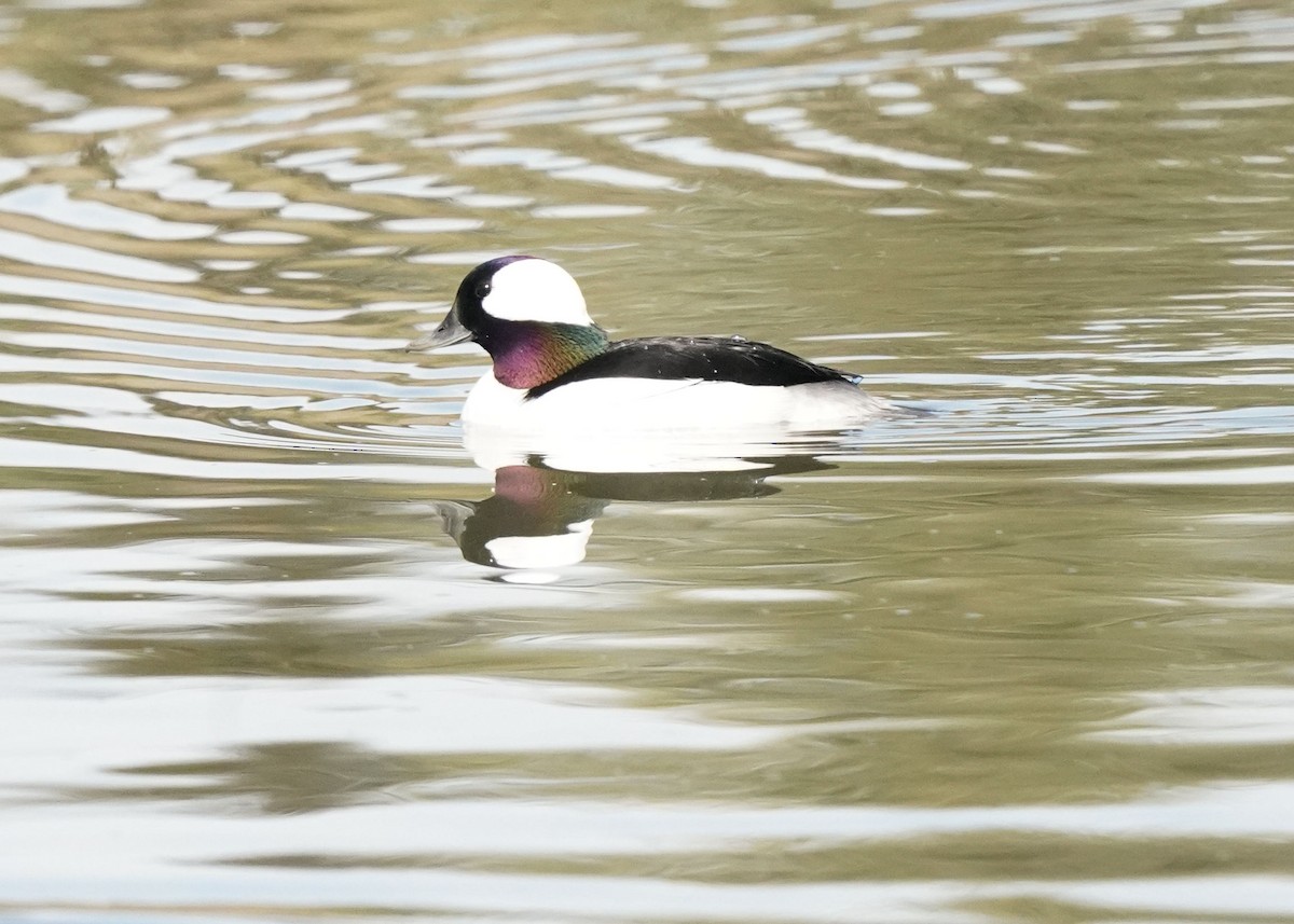 Bufflehead - Pam Hardy