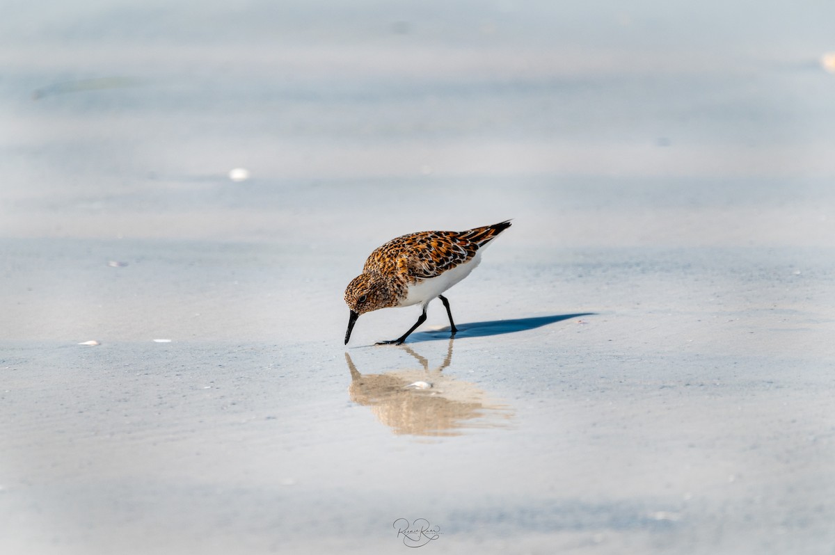 Sanderling - Reenie Ram