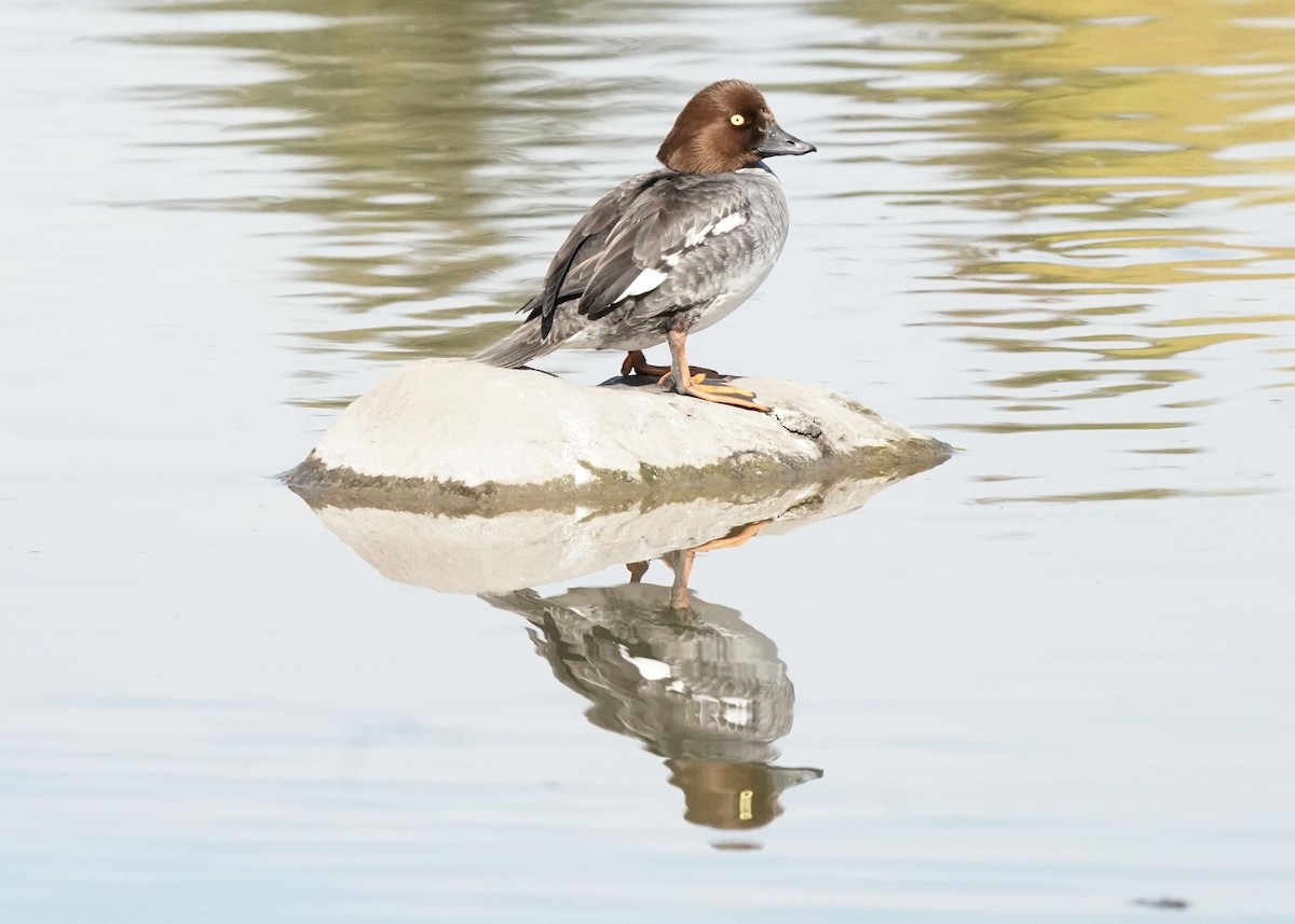 Common Goldeneye - Pam Hardy