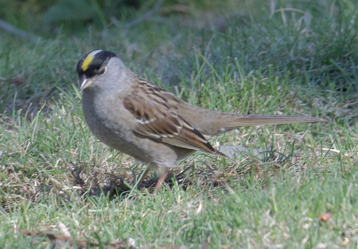 Golden-crowned Sparrow - Tim Johnson