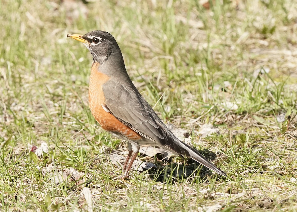 American Robin - Pam Hardy