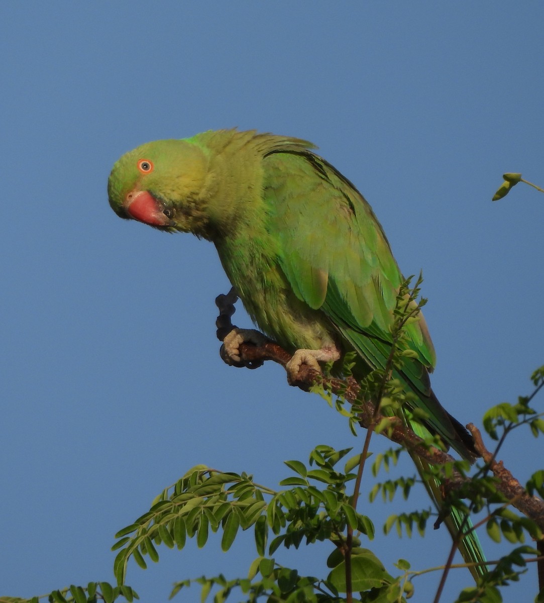 Rose-ringed Parakeet - ML618865316