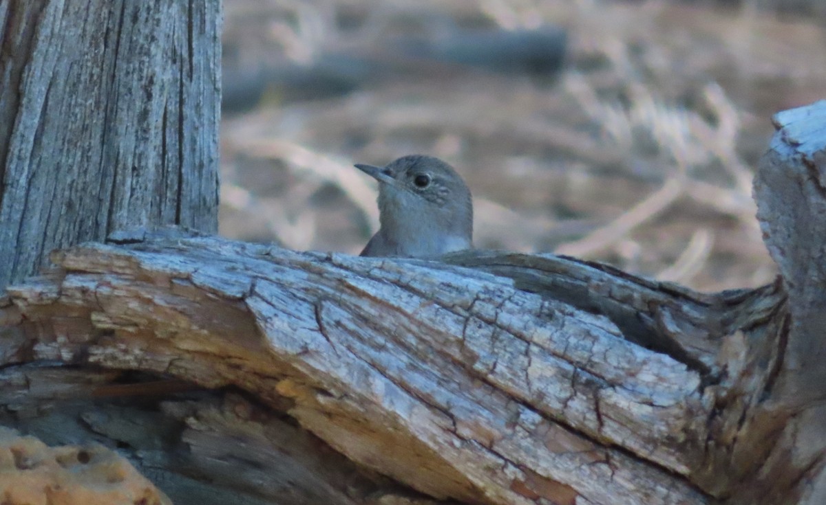 House Wren - Claire Weiser