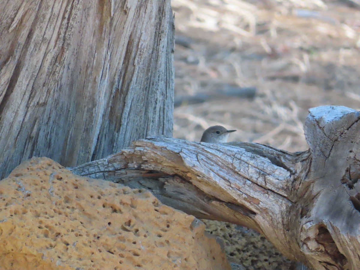 House Wren - Claire Weiser