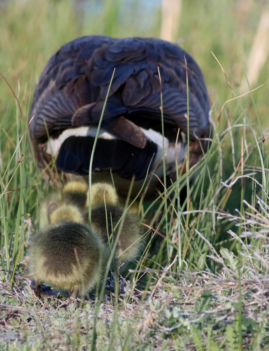 Canada Goose - Lorraine Lanning