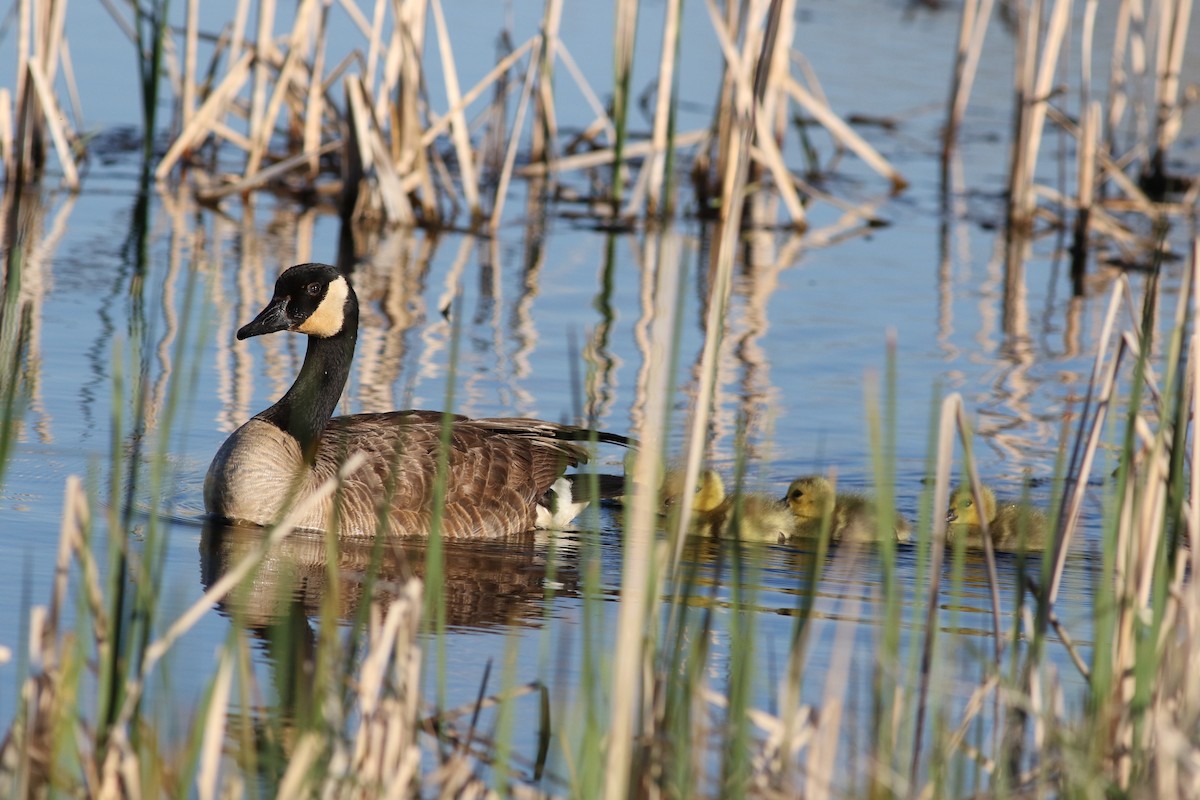 Canada Goose - Lorraine Lanning