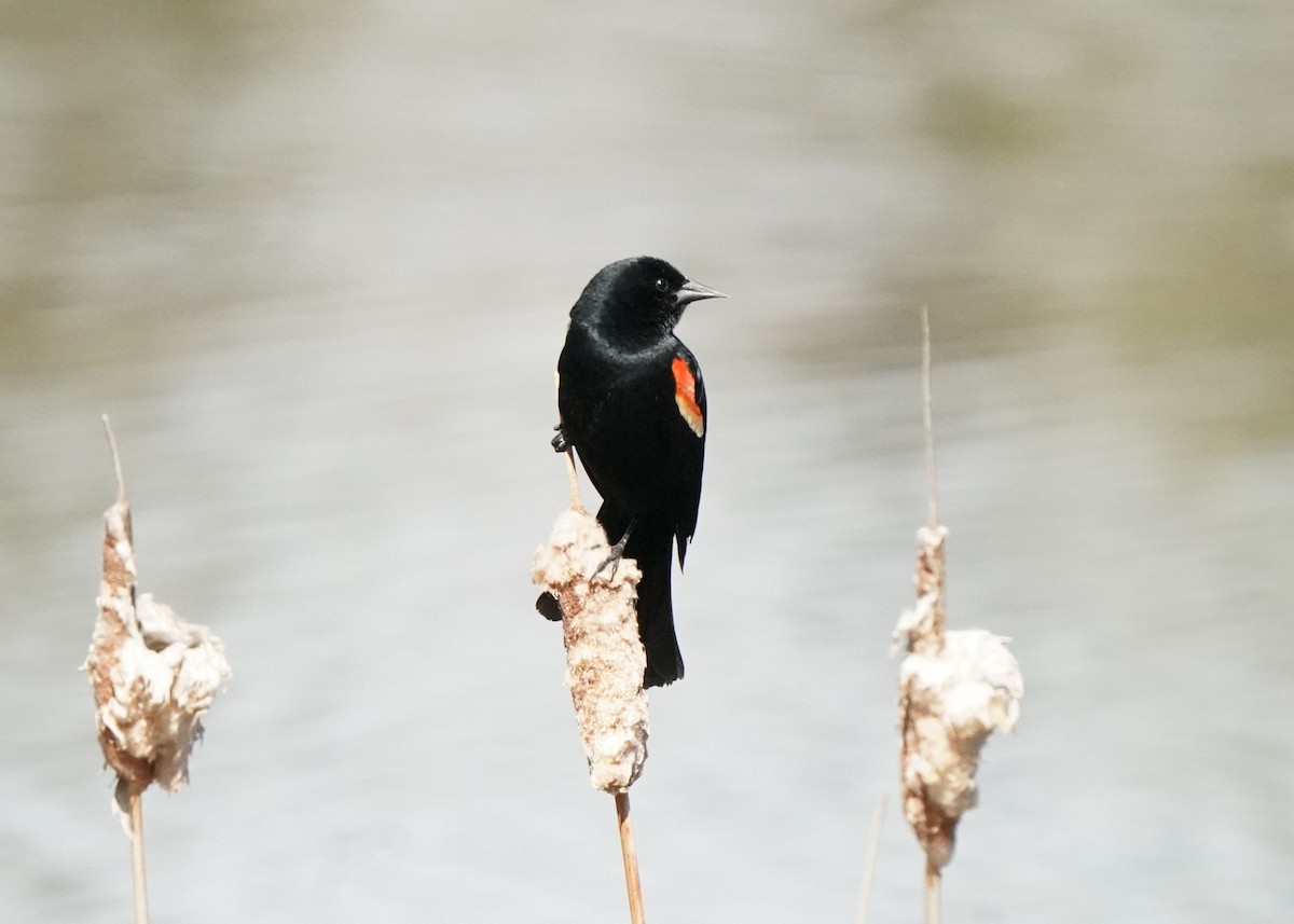 Red-winged Blackbird - Pam Hardy