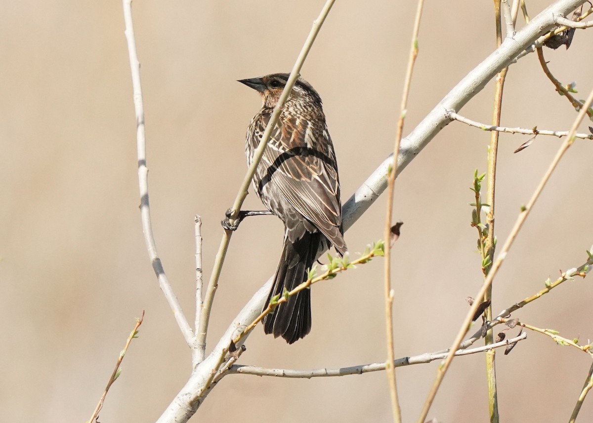 Red-winged Blackbird - Pam Hardy