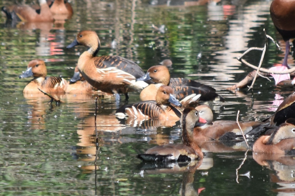 Fulvous Whistling-Duck - ML618865339