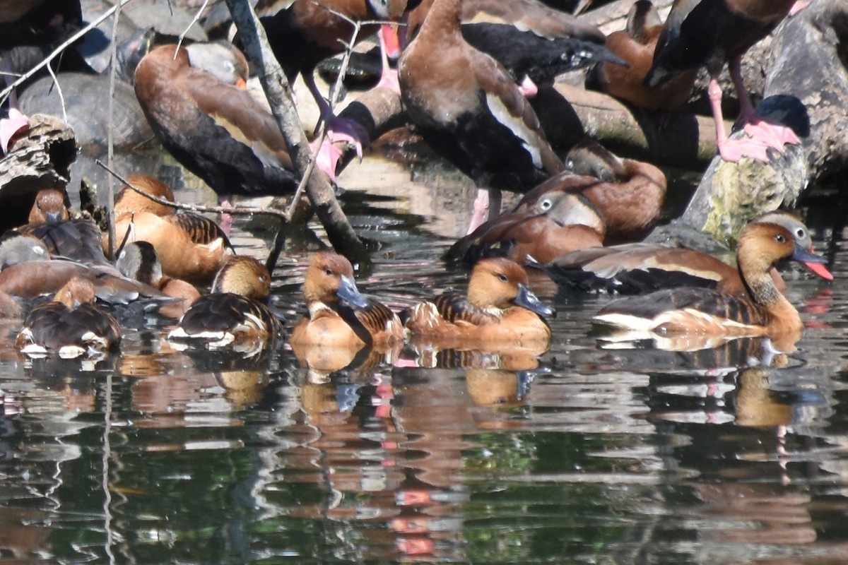 Fulvous Whistling-Duck - ML618865340