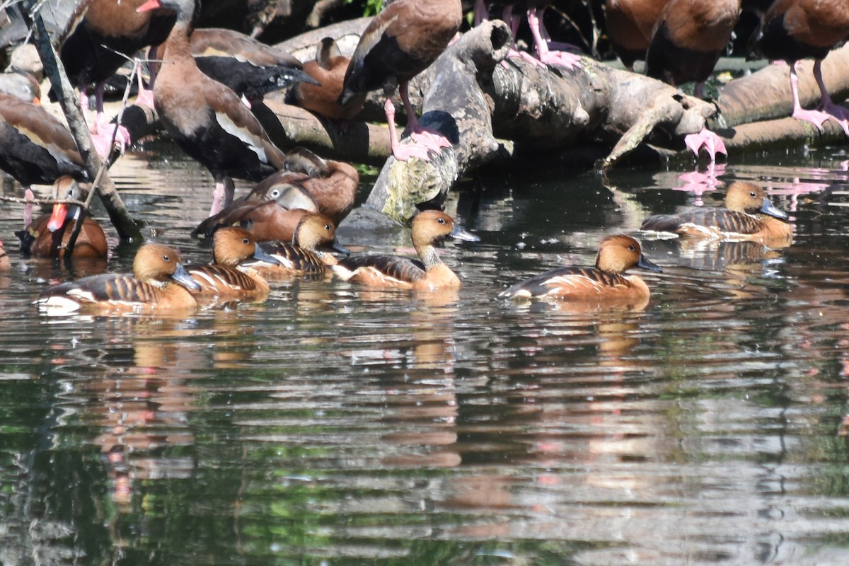 Fulvous Whistling-Duck - ML618865341