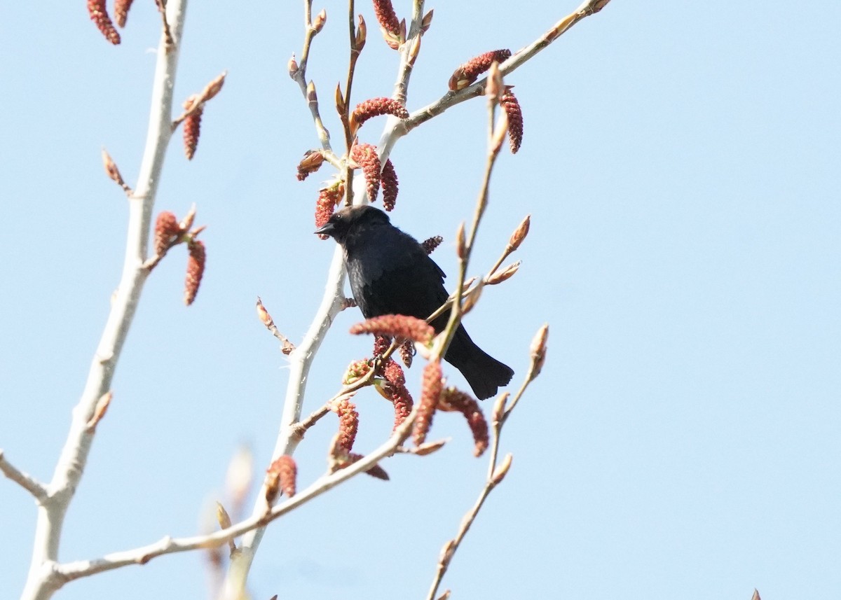 Brown-headed Cowbird - Pam Hardy