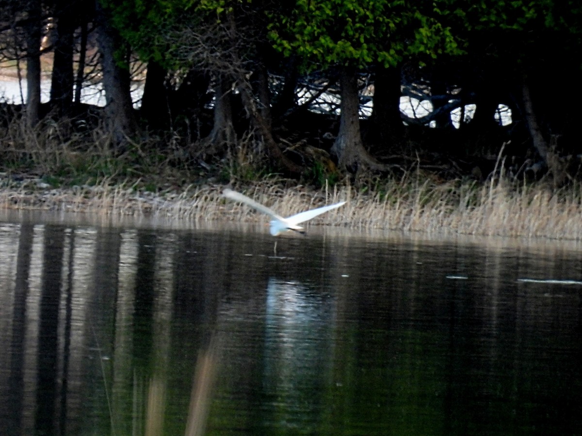 Great Egret - Melody Walsh