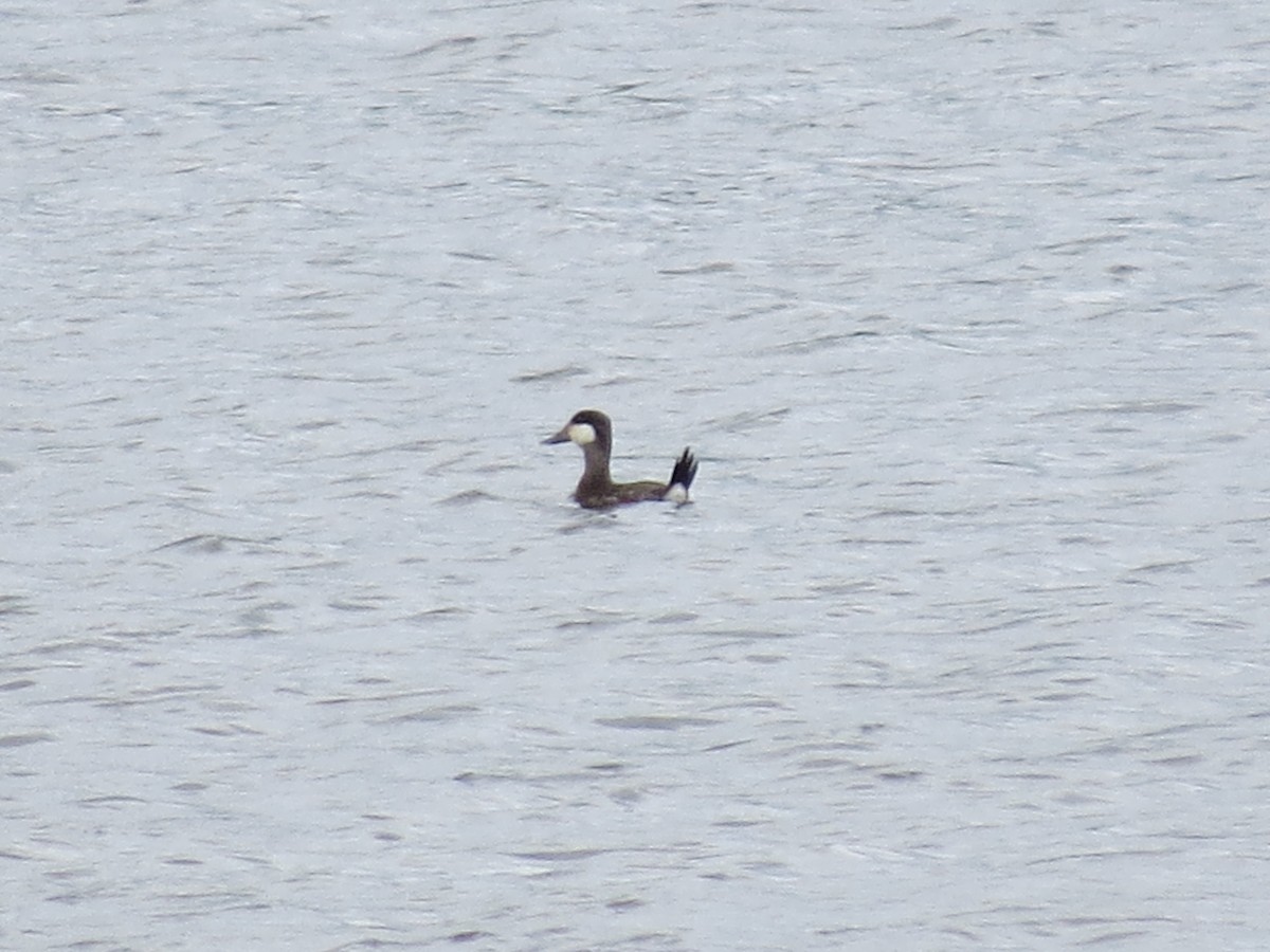 Ruddy Duck - Tracie Fitzgerald