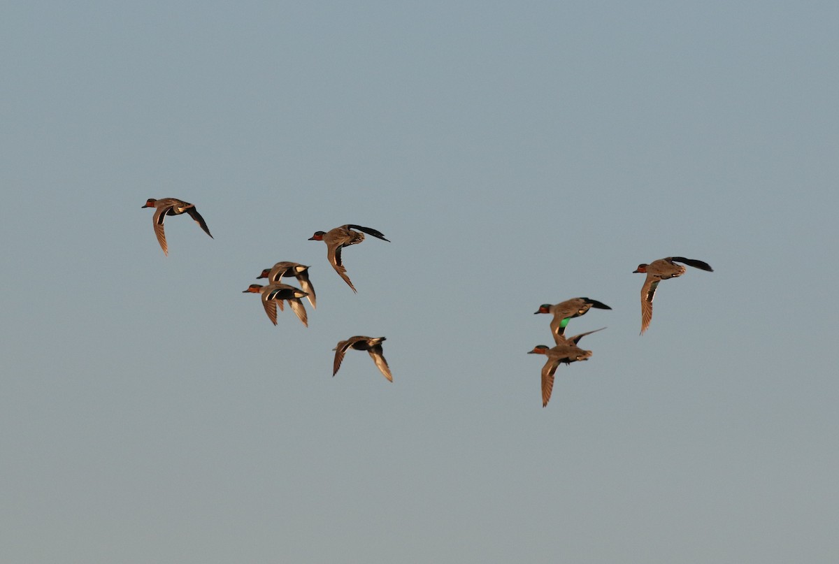 Green-winged Teal - Lorraine Lanning