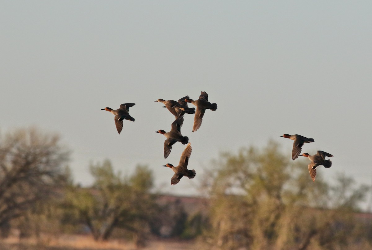 Green-winged Teal - Lorraine Lanning