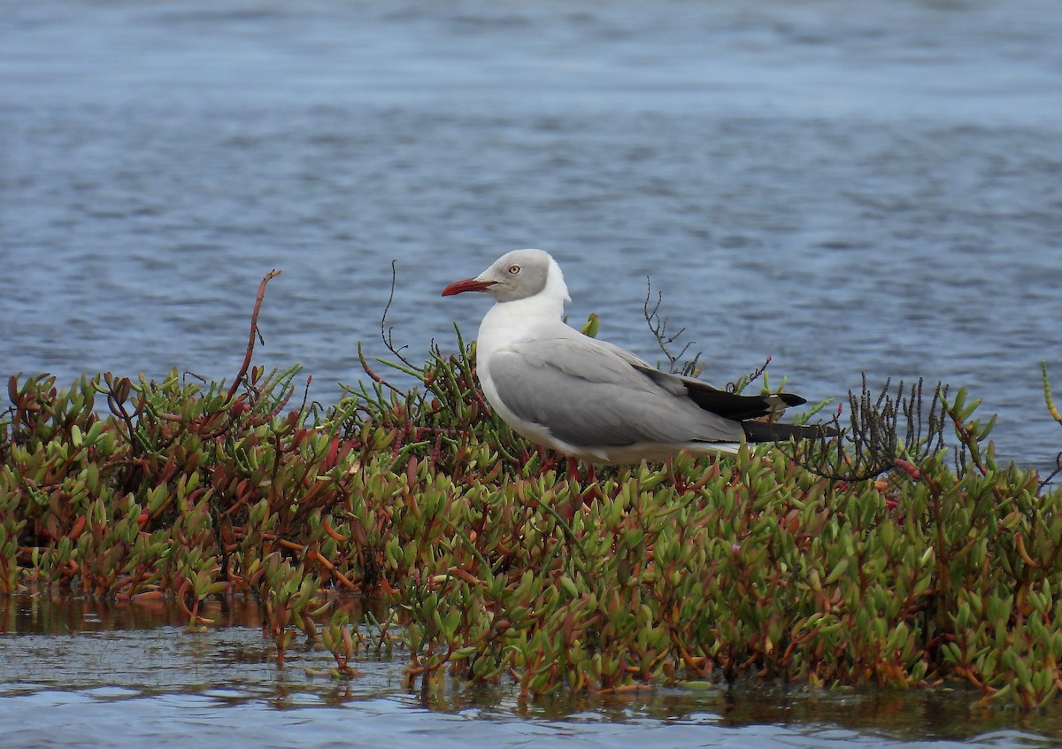 Gray-hooded Gull - Jorge Tiravanti