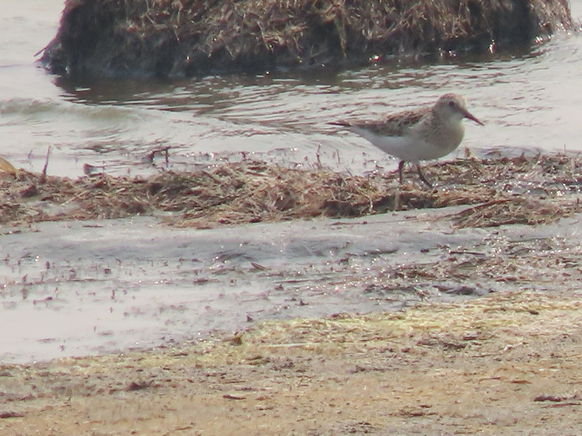 Baird's Sandpiper - Kerry Hjertaas