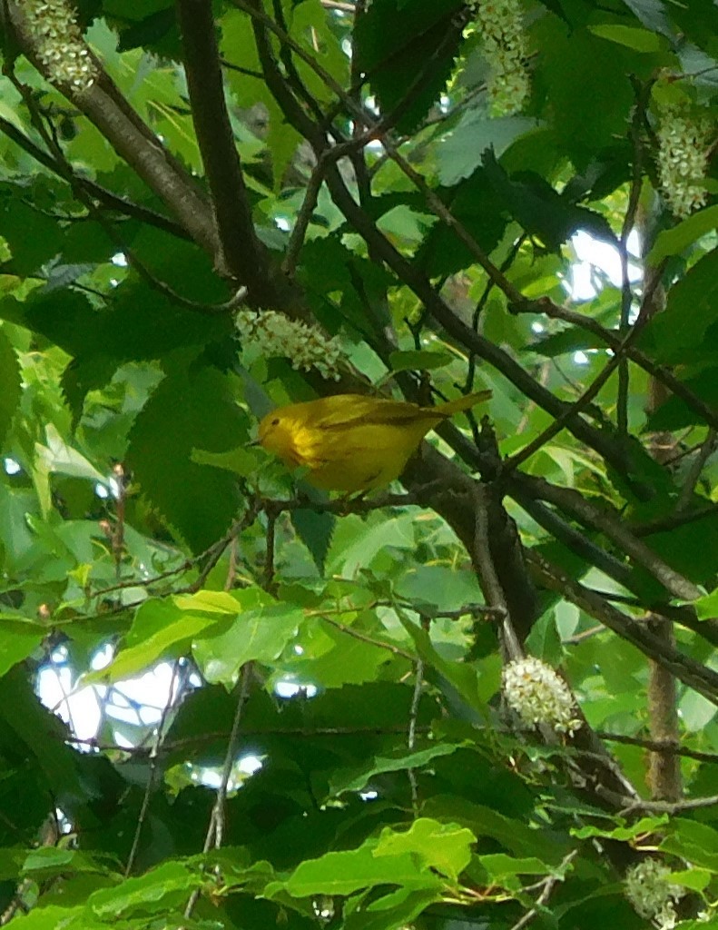 Yellow Warbler - Brittanie McCormack