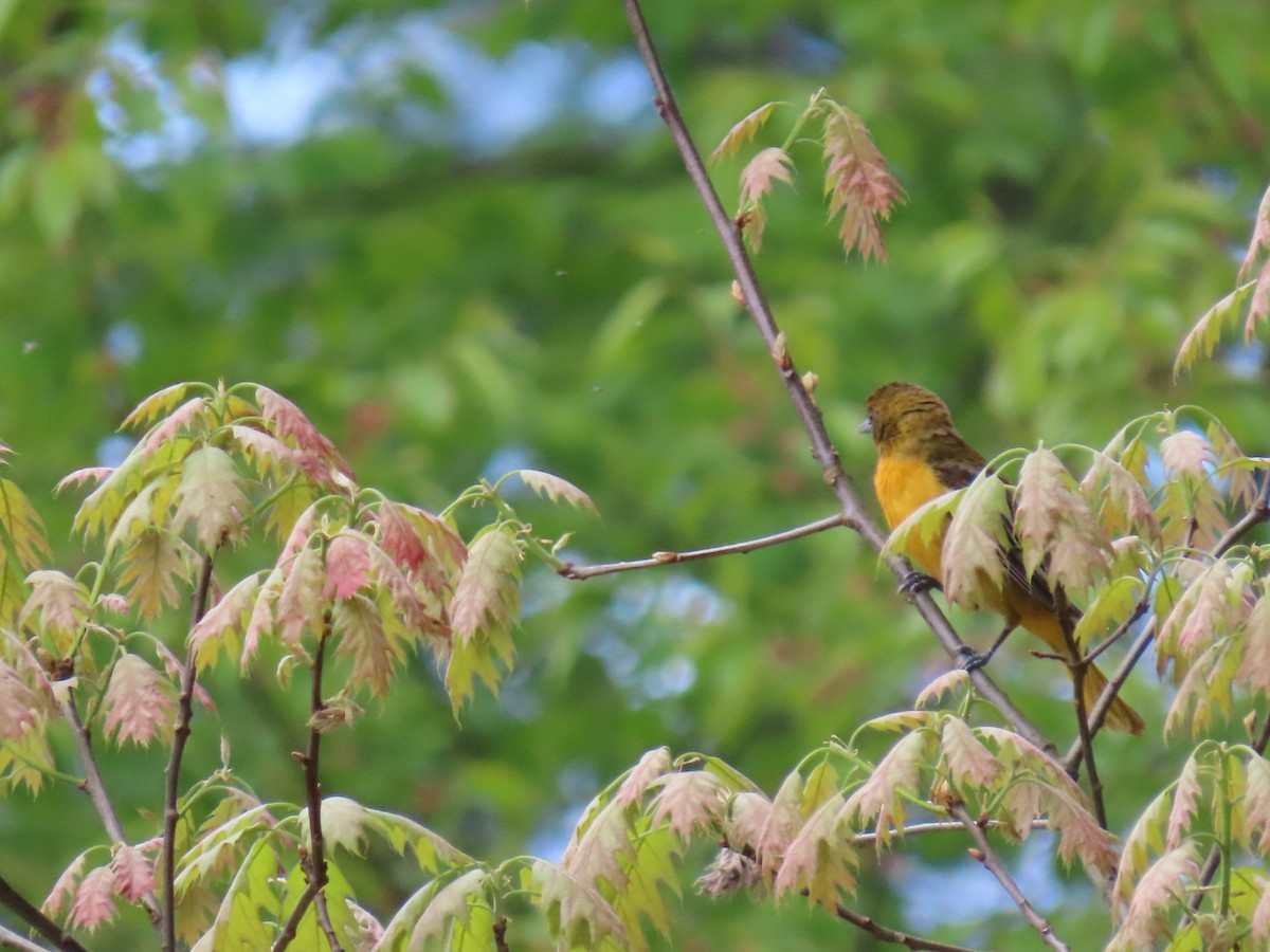 Baltimore Oriole - Ericka Albright